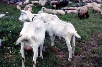 98072121_Goats